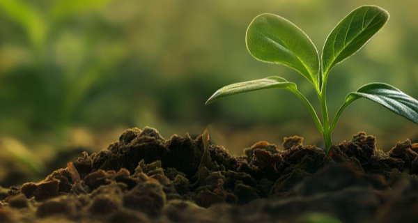 img:O que é Kanna Coin (KNN) e a agricultura regenerativa?